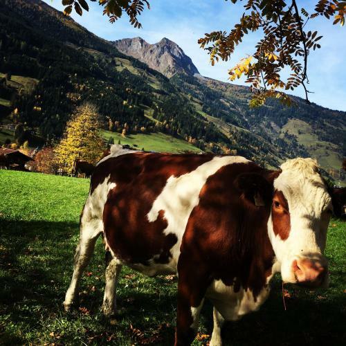 Chalet Franzi