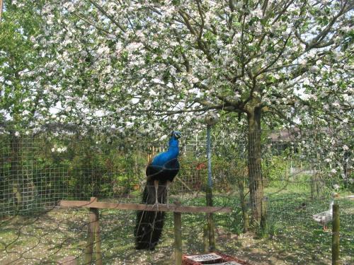 Bed & Breakfast De Hoge Peel
