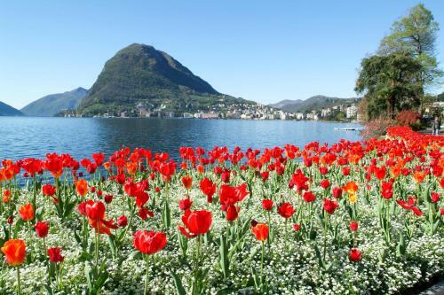 Apartamento Gelsomino Orchidea Magnolia Apt. 3,4,1