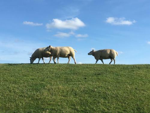 Bed & Breakfast Landgoed Wilgenheerd
