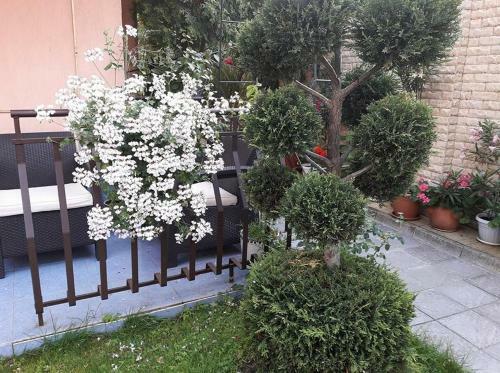 Hostal Guest House Ivy
