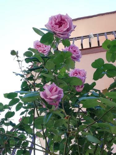 Hostal Guest House Ivy