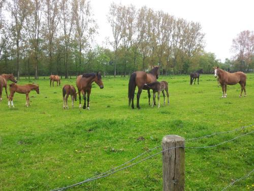 B&B Het Oude Atelier