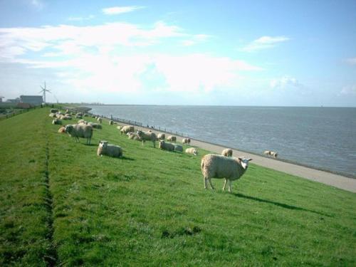 Chalet Recreatiepark de Friese Wadden2