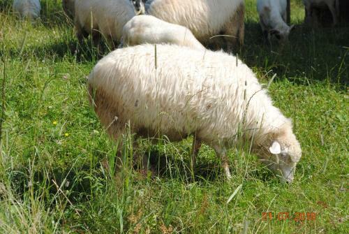 Widok�wka Tatry Pokoje I Apartamenty