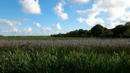 Vakantiewoningen De Schelp