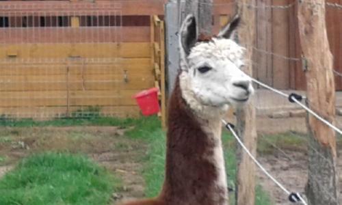 Agroturismo Alpaka-ranczo Aff