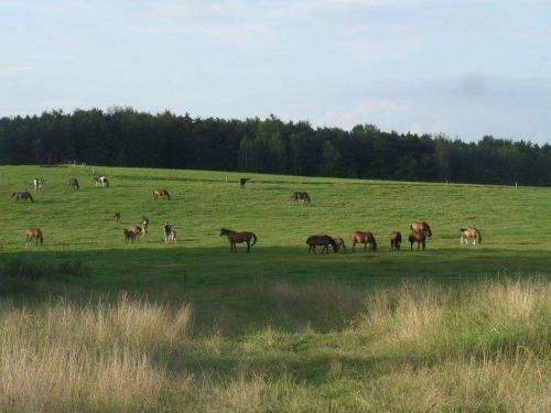 Smerekowiec Domek W Lesie