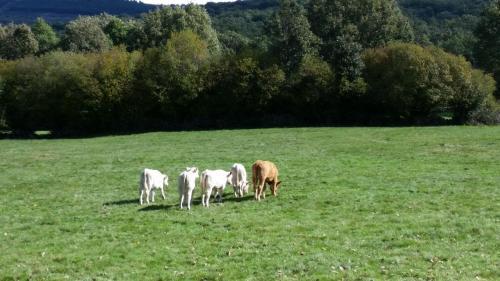 Loboratorio Rural-cuenta Hasta 3