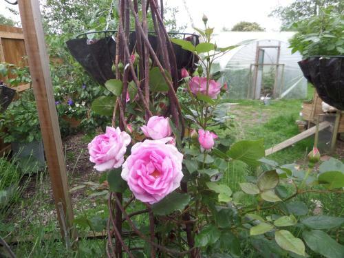 Bed & Breakfast Walford Court