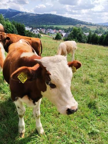 Noclegi Przy Szlaku Agroturystyka