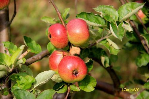 Apartamento Manuel Cortina 11