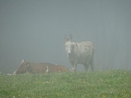 Agroturismo Turismo Rural El Piensu