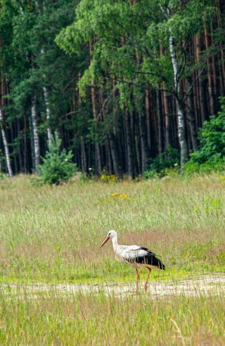 Agroturismo Siedlisko Pod Lasem