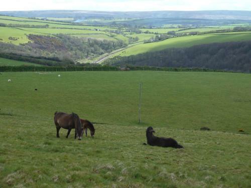 Bed & Breakfast Wilsham Farm