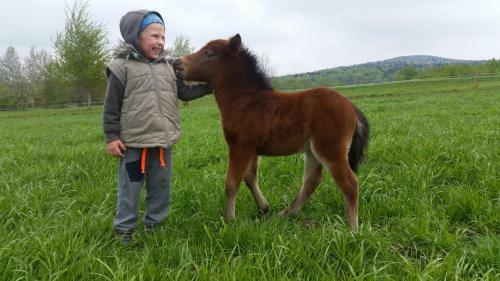 Agroturismo Stylowy Pok�j W Stajni