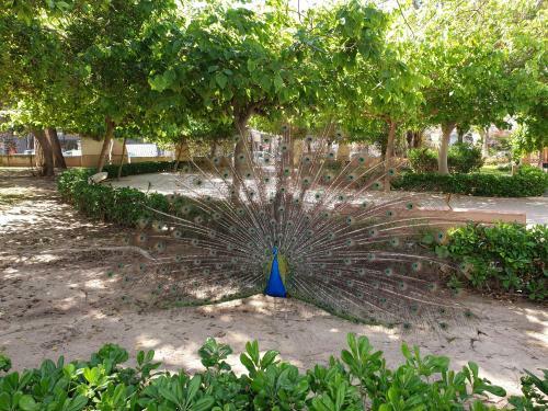 New Apartment La Zenia Beach & Golf
