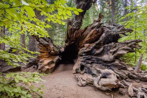 Yogi's Cabin
