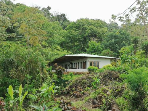 Bed & Breakfast La Ceiba Tree Lodge
