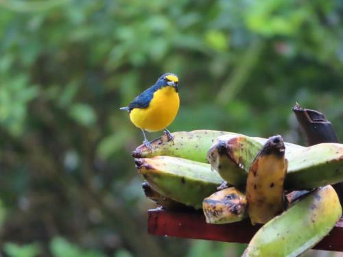 Bed & Breakfast La Ceiba Tree Lodge