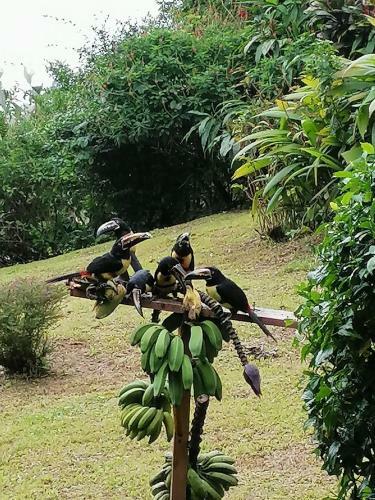 Bed & Breakfast La Ceiba Tree Lodge