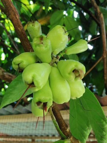 Bed & Breakfast La Ceiba Tree Lodge