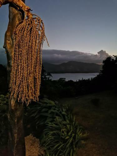 Bed & Breakfast La Ceiba Tree Lodge