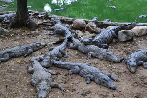 Adventuredandeliwildlife