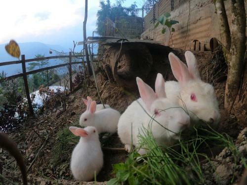 Travellers Homestay-offbeat Destination