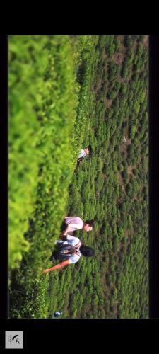 Theeng's Homestay(Mirik)