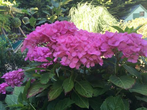 Bed & Breakfast Beechwood B And B