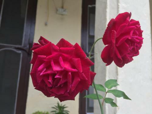 Katyuri Kings Village Homestay
