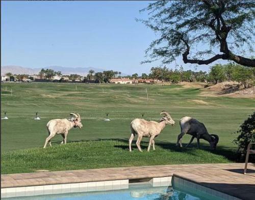 Desert Serenity 5 Star Private Pool-spa-bbq 3br-