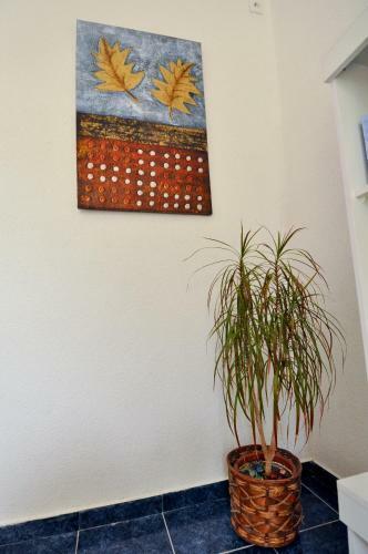 Villa Branka Apartments Near Dubrovnik With Pool