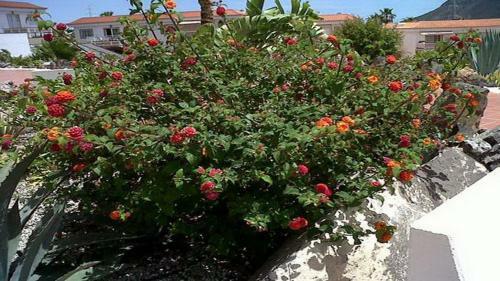 Cute And Relaxing Apartment Over Los Cristianos