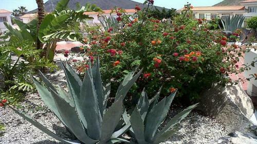 Cute And Relaxing Apartment Over Los Cristianos