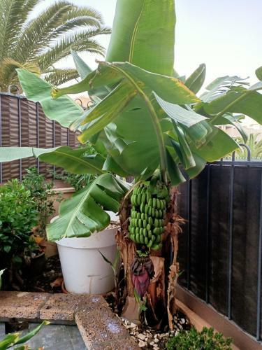 Apartamento El Palm-mar Arona Mi Jardin
