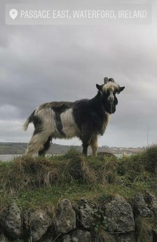 Ballyhack By The Sea