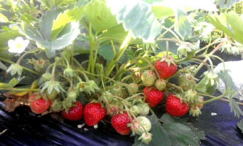 Hostal Organic Family Farm
