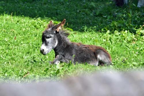 Agroturismo Saderhof