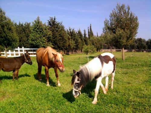 Bed & Breakfast Masseria Isola Verde