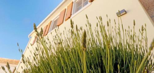 Studio Apartman Dado