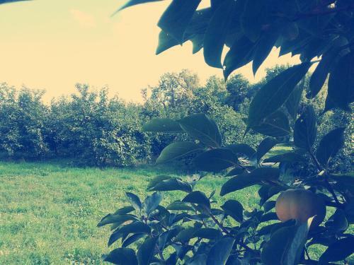 Bed & Breakfast Cascina Bucolica