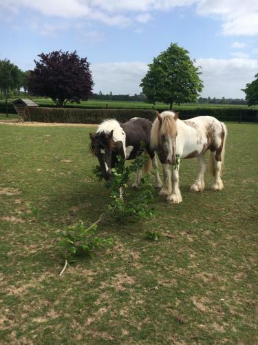 B&B En Wellness de Waalhoeve