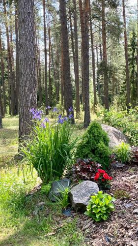 Rojaus Slenis