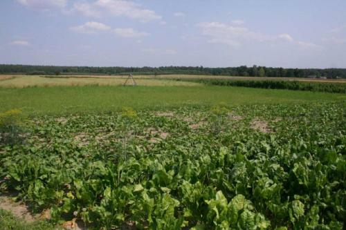 Agroturystyka Pod Modrzewiem
