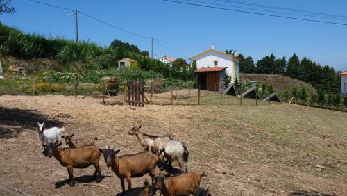 Apartamento Casa Jasmim, Quinta Carmo - Alcoba�a/nazar�