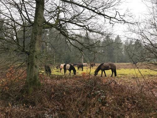 De Kempse Hoeve B&B