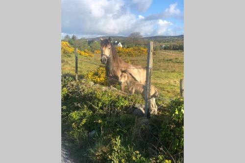 Spacious Seaside Apartment 3km From Clifden