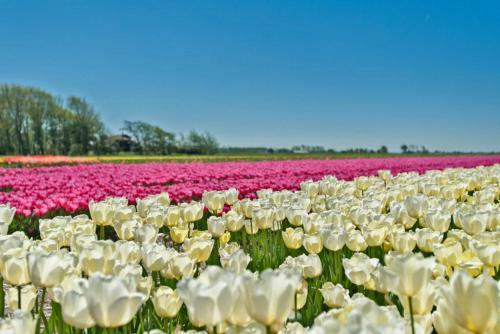 Apartamento Atelieronwater # de Zwaan
